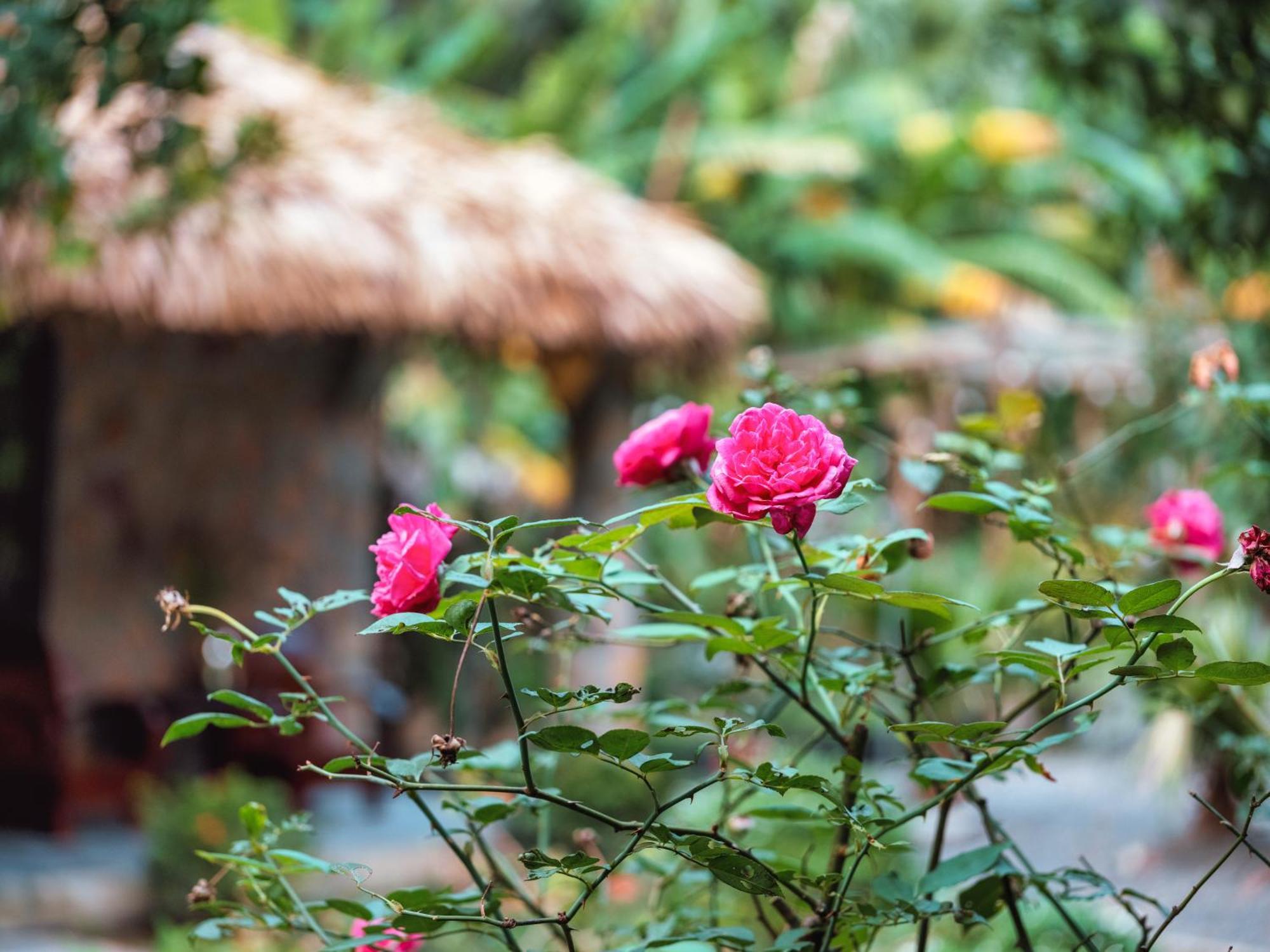 Cozy Beer Garden Homestay Νιν Μπιν Εξωτερικό φωτογραφία